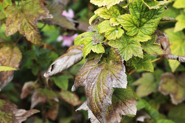 Spoiled blackcurrant leaves. Diseases of garden plants