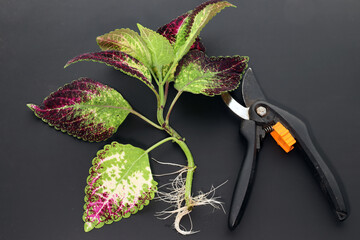 garden pruning shears and coleus cuttings with white roots prepared for planting