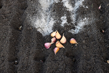 garlic cloves prepared for planting and natural fertilizer - ash