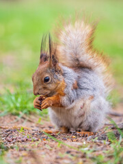 Squirrel eats a nut while sitting in green grass. Eurasian red squirrel, Sciurus vulgaris