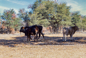 african cattle and calf grazing on the pasture, african farm, acacia trees in the background