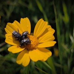 Фото жёлтого цветка с жуками 