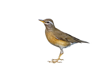 Eyebrowed Thrush isolated on transparent background png file