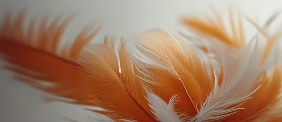 Beautiful abstract orange and white feathers on white background, soft brown feather texture on white pattern background, yellow feather background