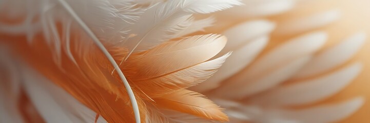 Abstract orange and white feathers with white background soft brown feather texture on white pattern
