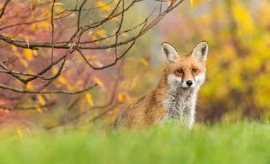 Lis rudy (Vulpes culpes)