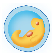 Embryo development 