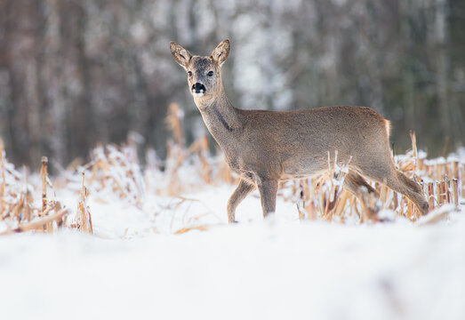 Sarna europejska (Capreolus capreolus)