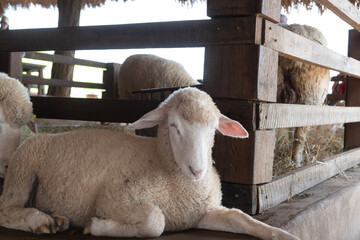 Close-up photo of a lamb lying beside stable in livestock farm