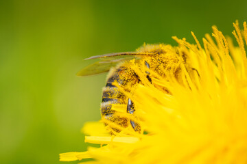 Abeille couverte de pollen enfouie dans un pissenlit
