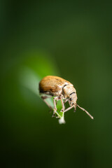 Scarabée sur une herbe