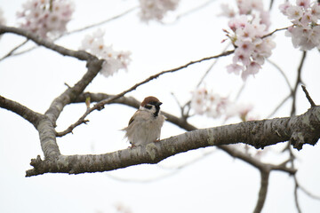 桜の木に留まっている雀