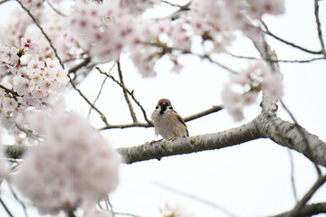 桜の木に留まっている雀