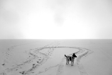 Dog playing on frozen lake in snowy weather.  Black and white