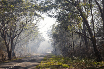 Smoke amongst trees during bush fire at Minnie Water on NSW Coast of Australia
