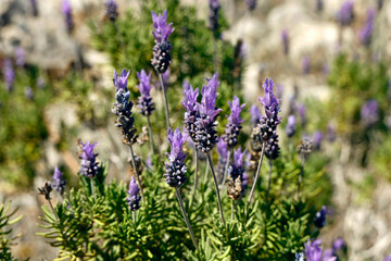 Wild lavender growing in the mountains on dry ground, closeup of naturally growing lavender in barren conditions