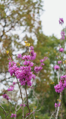 ハナズオウの花・Chinese redbud