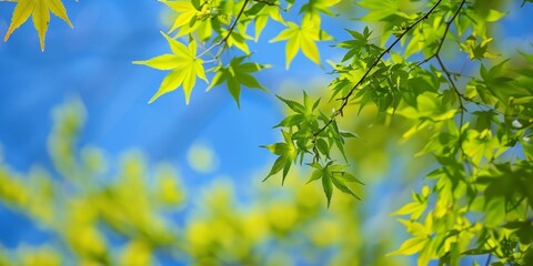 Mostly blue sky dominates the scene, with a few green branches and leaves adding contrast and natural beauty.