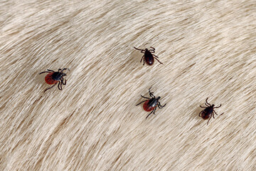 Several ticks of Ixodes ricinus and Rhipicephalus sanguineus crawl on a white dog fur, tick invasion after walking the dog, pets bring dangerous parasites into the apartment