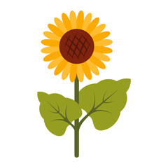 Yellow sunflower with leaves. Vector botanical clipart. Cottage core