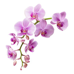 Orchid springs flowers isolated on transparent background