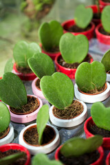 on a wooden table, in white and red pots, heart-shaped cacti grow