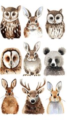 Cute Cartoon Depiction of Safari Animals Like Owl, Rabbit, Bear, Bunny, and Hedgehog