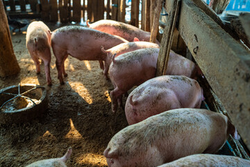 Pig group feeding food in rural traditional pig  farm