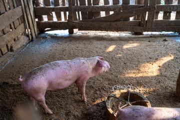 Pig group feeding food in rural traditional pig  farm