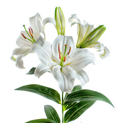 bouquet of lilies