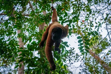 Orange Monkey hanging by tail in the Amazon Jungle - Peru Stock Photo