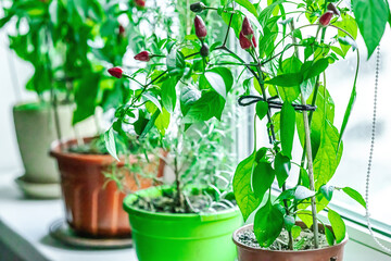 Blurred photo of rosemary and blooming Bird's eye chili with ripe pepper fruits on the windowsill