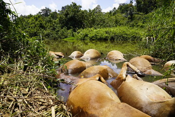Kuala Ligan, 1 May 2024. Aceh Jaya district, Aceh. A resident's cow that died when it was struck by lightning during a rainy afternoon was thrown into the swamp by the residents.