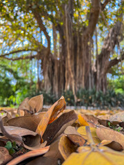 autumn leaves on the ground