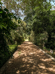 footpath in the park