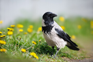curious hooded crow walking on grass, close up portrait