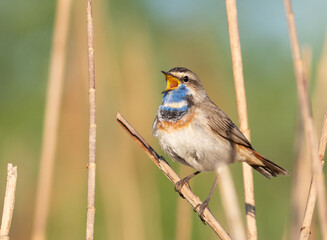 Bluethroat, Luscinia svecica. At dawn, a bird sings on the riverbank