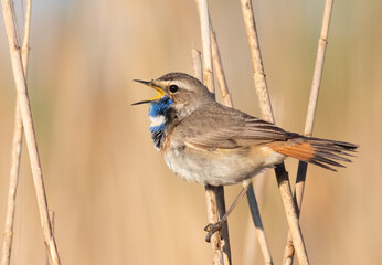 Bluethroat, Luscinia svecica. A bird sings perched on a reed stalk against a flat background