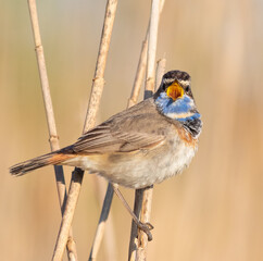 Bluethroat, Luscinia svecica. A bird sings perched on a reed stalk against a flat background