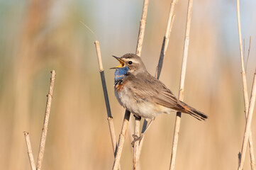 Bluethroat, Luscinia svecica. A bird sings perched on a reed stalk against a flat background