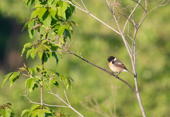 European stonechat, Saxicola rubicola. A bird sits on a branch. Filmed in the habitat