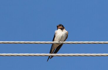 Barn swallow, Hirundo rustica. A bird sits on an electric wire against the blue sky