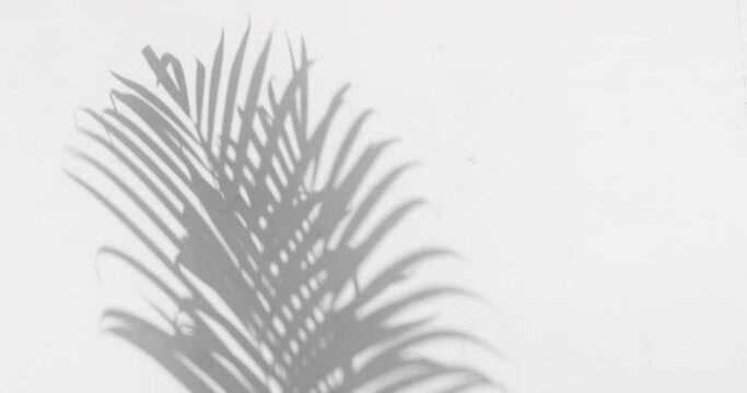 Abstract silhouette shadow white background of natural palm leaves tree branch falling on wall. Summer concept.
