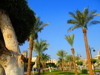Abdeen Palace Museum in Cairo in Egypt 