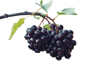 A single, sun-dappled elderberry hanging from a delicate stem, isolated on transparent background, png file.