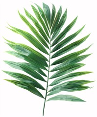 a green leaf with many leaves