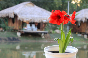 The beautiful amaryllis flower is a vibrant red bloom suitable for both indoor and outdoor planting.