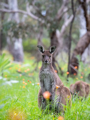 Very cute little wallaby kangaroo is grazing on a green meadow among flowers in Australia, wildlife in nature