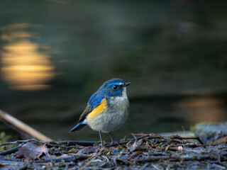 地面に降りてエサを探しているルリビタキの雄