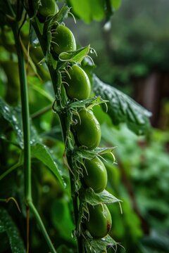 Green tomato plant with unripe tomatoes growing on it. AI.